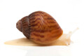 Achatina achatina achatina Nigeria F1 typ 2b albino body juvenil